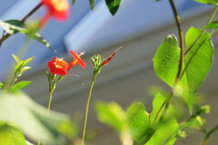 Ipomoea coccinea