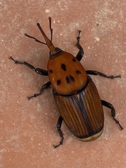 Rhynchophorus ferrugineus