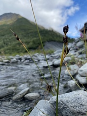 Juncus