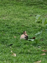 Oryctolagus cuniculus domesticus