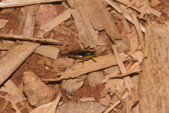 Paulinia acuminata