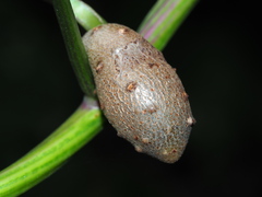 Dioscorea polystachya