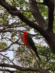 Alisterus scapularis