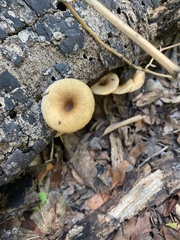 Lentinus arcularius