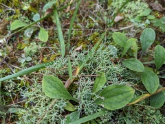 Cladonia furcata