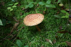 Suillus spraguei