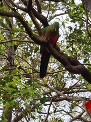 Alisterus scapularis