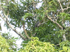 Patagioenas leucocephala