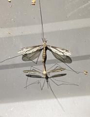 Tipula furca