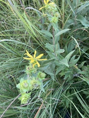 Silphium