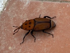 Rhynchophorus ferrugineus