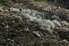 Cladonia stellaris