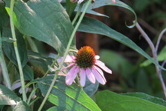 Echinacea