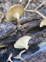 Lentinus arcularius