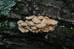 Panellus stipticus