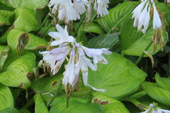 Hosta plantaginea