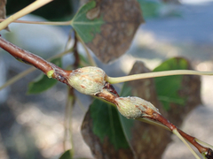 Euhexomyza schineri