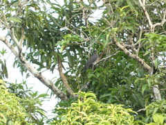 Patagioenas leucocephala