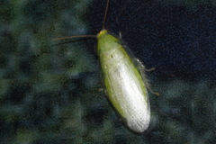 Panchlora