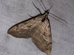 Aplocera plagiata
