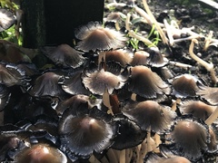 Micacei