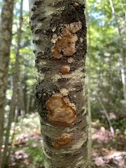 Steccherinum ochraceum