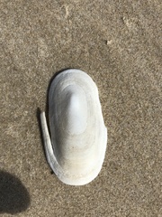 Scutus antipodes
