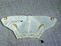 Sericoptera