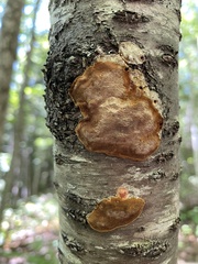 Steccherinum ochraceum