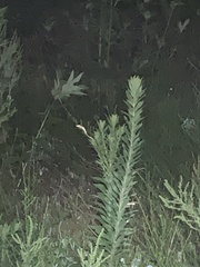 Sauria