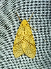 Lophocampa