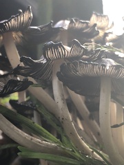 Micacei