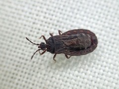 Aneurus inconstans