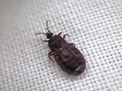 Aneurus inconstans