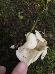 Pleurocybella porrigens