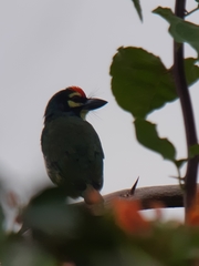 Psilopogon haemacephalus