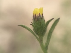 Dittrichia graveolens