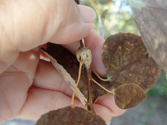 Euhexomyza schineri
