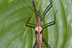 Pseudophasma phthisicum