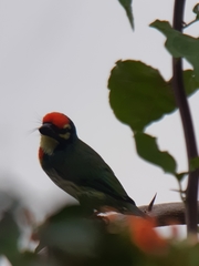 Psilopogon haemacephalus