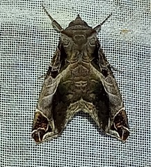 Calyptis