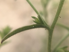 Dittrichia graveolens