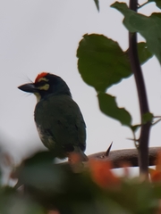 Psilopogon haemacephalus