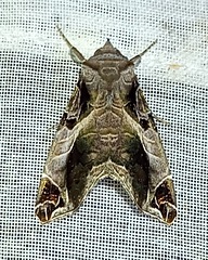 Calyptis