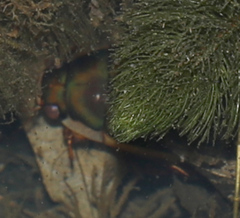 Dytiscus verticalis
