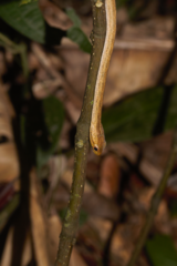 Thamnodynastes pallidus