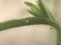Dittrichia graveolens