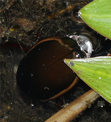 Dytiscus verticalis