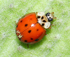 Hesperomyces harmoniae