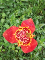 Tigridia pavonia